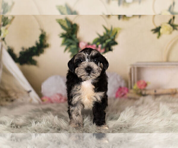 Medium Photo #10 Schnauzer (Miniature) Puppy For Sale in WARSAW, IN, USA