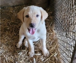 Medium Labrador Retriever