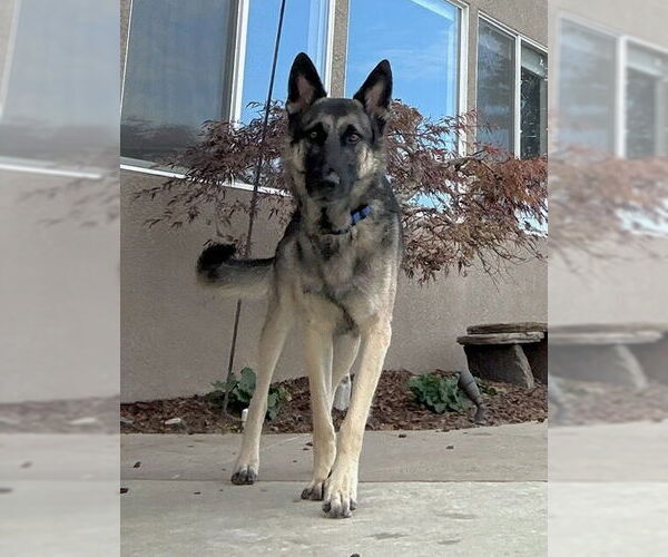 Medium Photo #9 German Shepherd Dog Puppy For Sale in Modesto, CA, USA