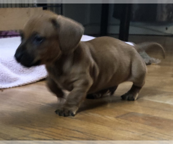 Medium Photo #5 Dachshund Puppy For Sale in LONG BEACH, CA, USA