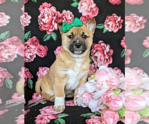 Medium Photo #2 Jack Russell Terrier-Shiba Inu Mix Puppy For Sale in ATGLEN, PA, USA