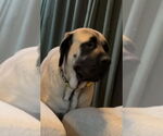 Small #3 Mastiff