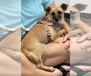 Mutt Dogs for adoption in Royal Palm Beach, FL, USA