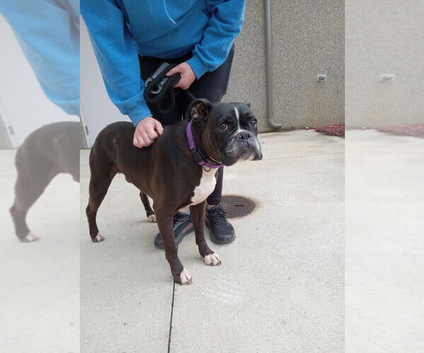 Medium Photo #2 Boxer Puppy For Sale in Pierceton , IN, USA