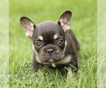 Small #5 French Bulldog