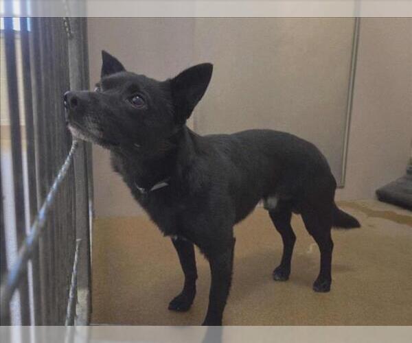 Medium Photo #1 Mutt Puppy For Sale in Martinez, CA, USA