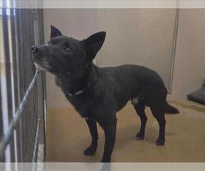 Mutt Dogs for adoption in Martinez, CA, USA