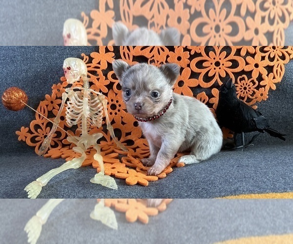 Medium Photo #1 Chihuahua Puppy For Sale in NEWVILLE, PA, USA