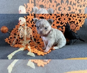 Chihuahua Puppy for sale in NEWVILLE, PA, USA