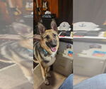 Small #2 German Shepherd Dog