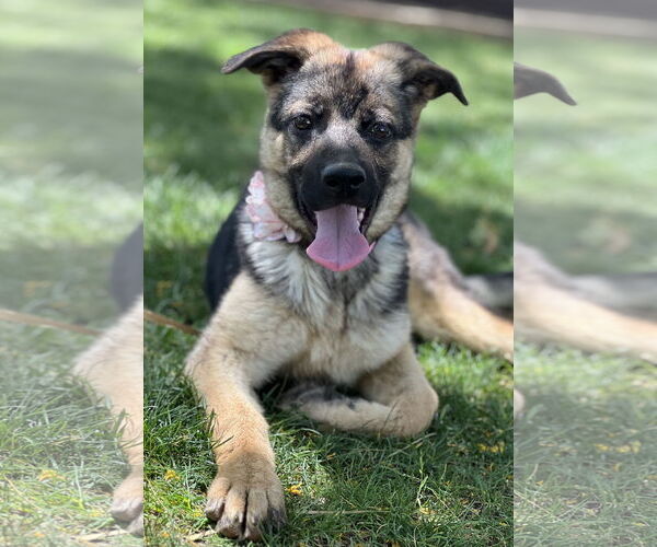 Medium Photo #2 German Shepherd Dog-Unknown Mix Puppy For Sale in Phoenix, AZ, USA