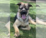 Small #1 German Shepherd Dog Mix