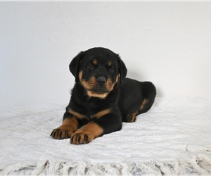 Rottweiler Puppy for sale in FREDERICKSBURG, OH, USA