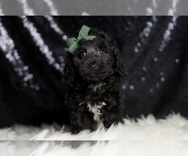 Medium Photo #4 Poodle (Miniature) Puppy For Sale in WARSAW, IN, USA