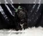 Small #3 Poodle (Miniature)