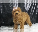 Puppy Robin AKC Poodle (Toy)