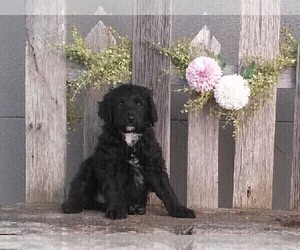 Aussiedoodle Miniature Puppy for sale in FREDERICKSBURG, OH, USA