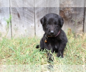 Gollie Puppy for sale in KINGSPORT, TN, USA