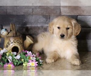 Golden Retriever Puppy for sale in FREDERICKSBG, OH, USA