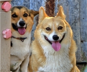 Father of the Pembroke Welsh Corgi puppies born on 01/18/2026
