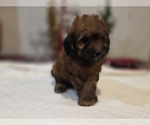 Medium Photo #5 Goldendoodle (Miniature) Puppy For Sale in DUBLIN, TX, USA
