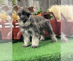 Small Schnauzer (Miniature)