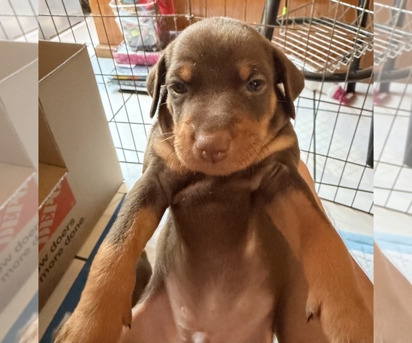 Medium Photo #7 Miniature Pinscher Puppy For Sale in LOS ANGELES, CA, USA