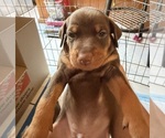 Small #6 Miniature Pinscher