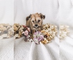 Small Photo #7 Coton de Tulear-Unknown Mix Puppy For Sale in BROGUEVILLE, PA, USA