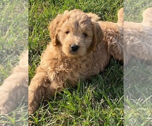 Goldendoodle Puppy for sale in LEBANON, TN, USA
