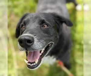 Borador Dogs for adoption in SHERBURNE, NY, USA