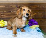 Small #11 Dachshund