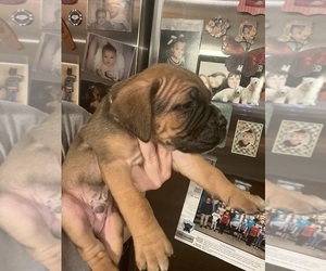 Cane Corso Puppy for sale in GIG HARBOR, WA, USA