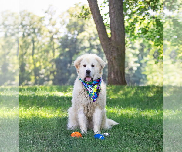 Medium Photo #4 Great Pyrenees Puppy For Sale in Unionville, PA, USA