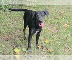 Small #2 Mountain Cur Mix