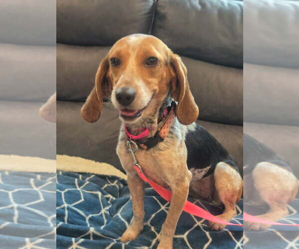 Medium Photo #2 Beagle-Unknown Mix Puppy For Sale in Woodbury, NY, USA