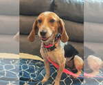 Small #1 Beagle Mix