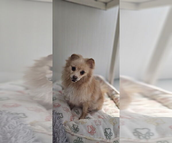 Medium Photo #2 Pomeranian Puppy For Sale in Studio City, CA, USA
