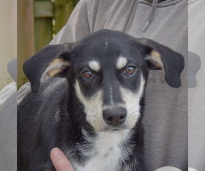 Ruffles - Female Siberian Husky-Unknown Mix Dog for Adoption - Photo #2