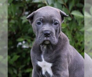 Cane Corso Puppy for sale in NARVON, PA, USA