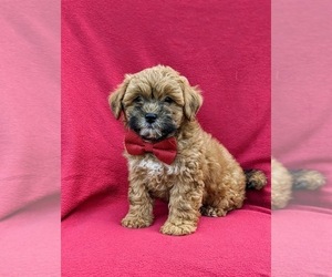 ShihPoo Puppy for sale in NEW PROVIDENCE, PA, USA