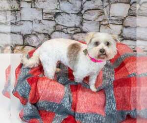 Virginia - Female Poochon Dog for Adoption - Photo #4