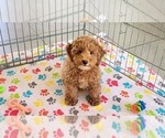 Small #15 Cock-A-Poo-Poodle (Miniature) Mix