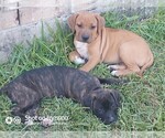 Small Photo #4 Cane Corso Puppy For Sale in TOMBALL, TX, USA