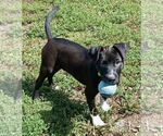 Small #1 Labrador Retriever Mix