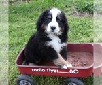 Small Photo #2 Bernedoodle Puppy For Sale in EAST EARL, PA, USA