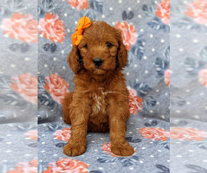 Goldendoodle (Miniature) Puppy for sale in CHRISTIANA, PA, USA