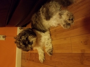 Shih Tzu Puppy for sale in SOUTH RIVER, NJ, USA