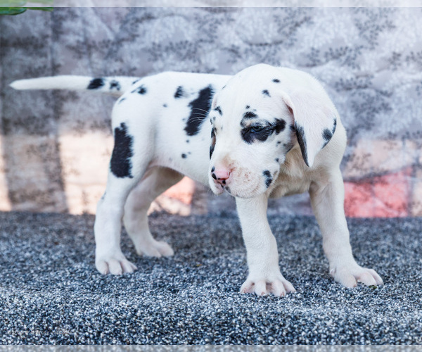 Medium Photo #3 Great Dane Puppy For Sale in WAKARUSA, IN, USA