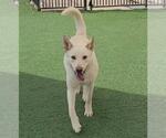 Small #3 Labrador Retriever Mix